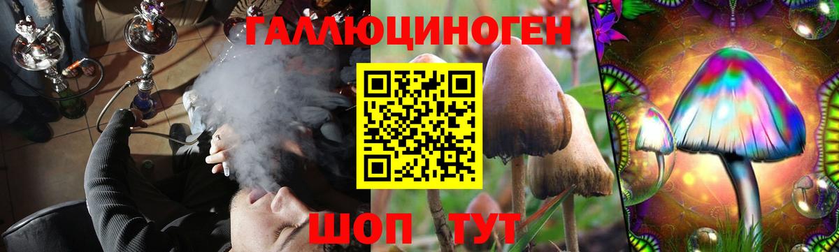 Богданович  Псилоцибиновые грибы Cubensis  купить закладку  Вход с VPN 